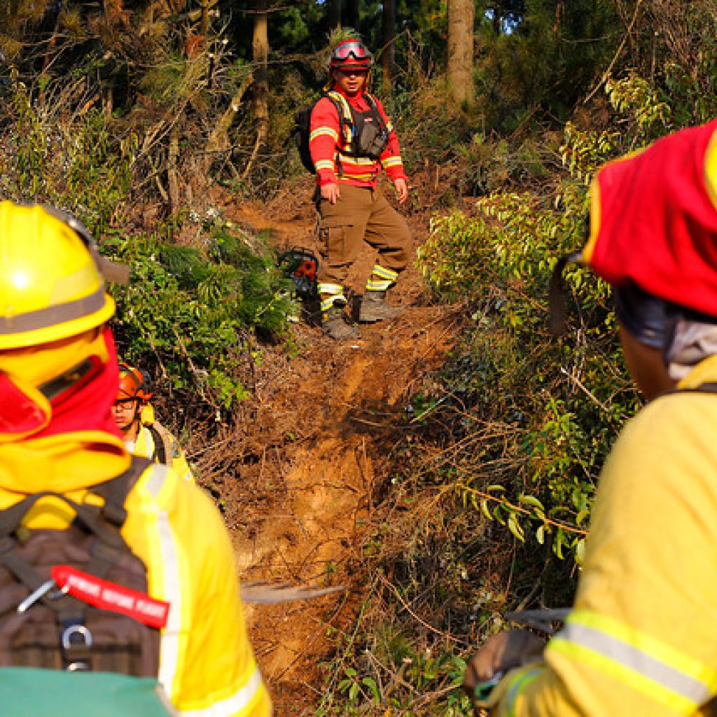 Declaran Alerta Roja para la comuna de Chanco por incendio forestal