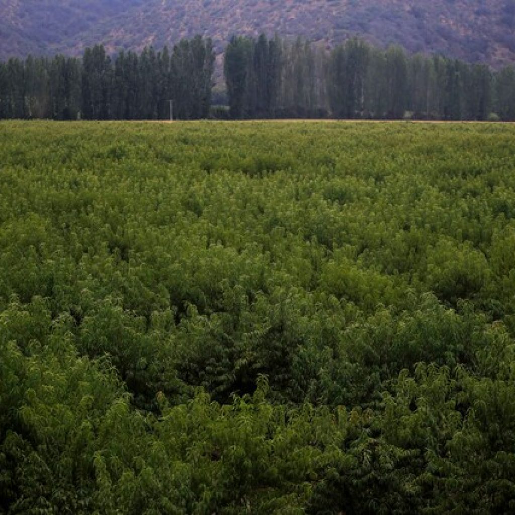Comenzó pago de bonos a agricultores maulinos afectados por el sistema frontal
