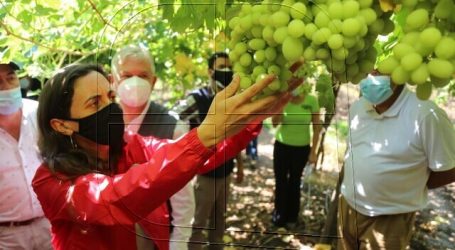 Declaran emergencia agrícola para las provincias de San Felipe y Los Andes