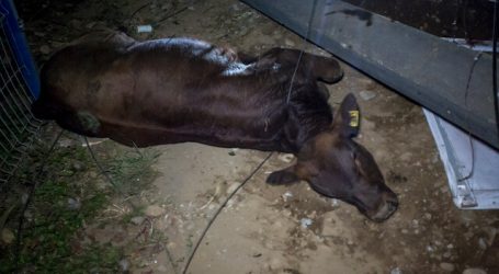 Osorno: Buscan animales en la ciudad tras volcamiento de camión con vacunos