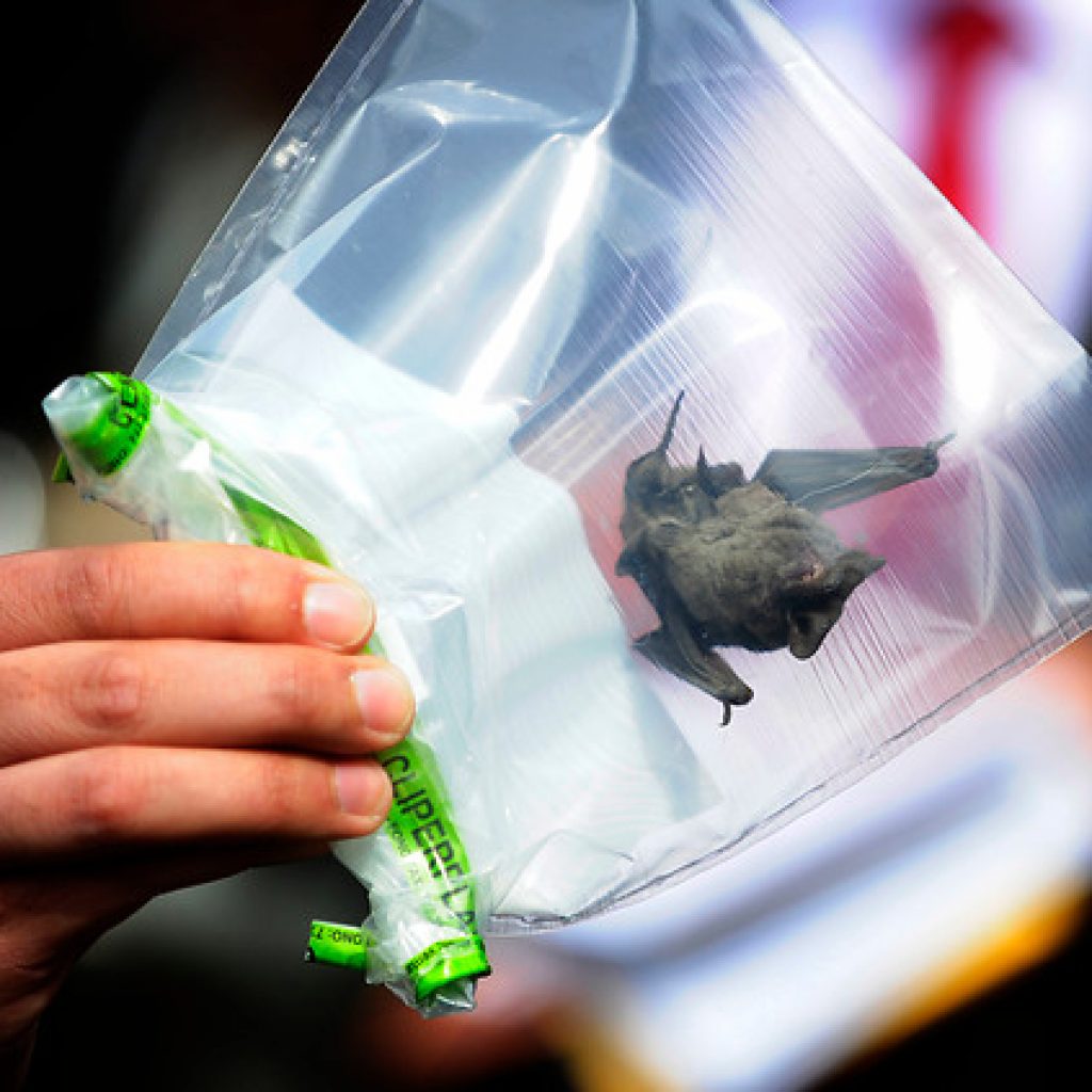 La Serena: Confirman dos casos positivos de rabia en murciélagos