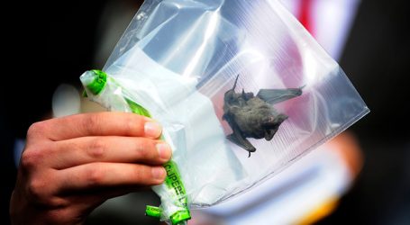 La Serena: Confirman dos casos positivos de rabia en murciélagos
