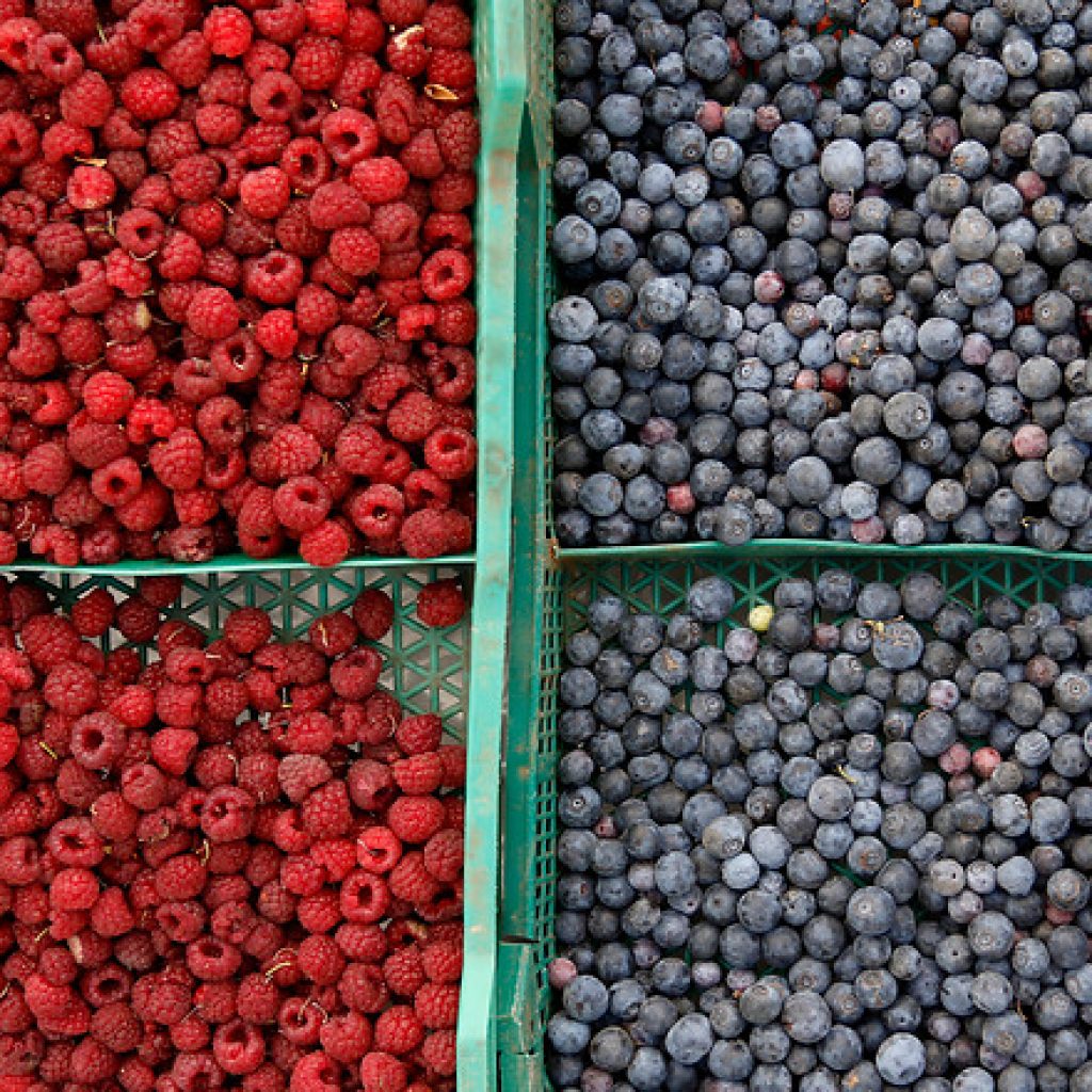 Importaciones de arándanos chilenos no dañan a la industria de EEUU