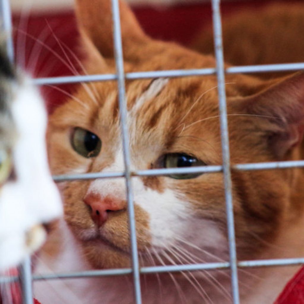 Exigirán compensaciones para dueños de gatos afectados por alimentos defectuosos