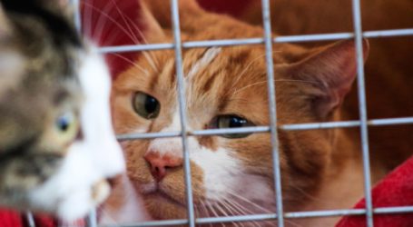 Exigirán compensaciones para dueños de gatos afectados por alimentos defectuosos