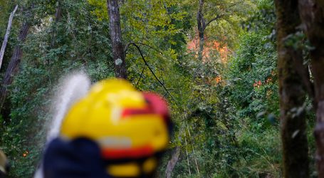 Formalizan a siete brigadistas forestales por delito incendio en Molina
