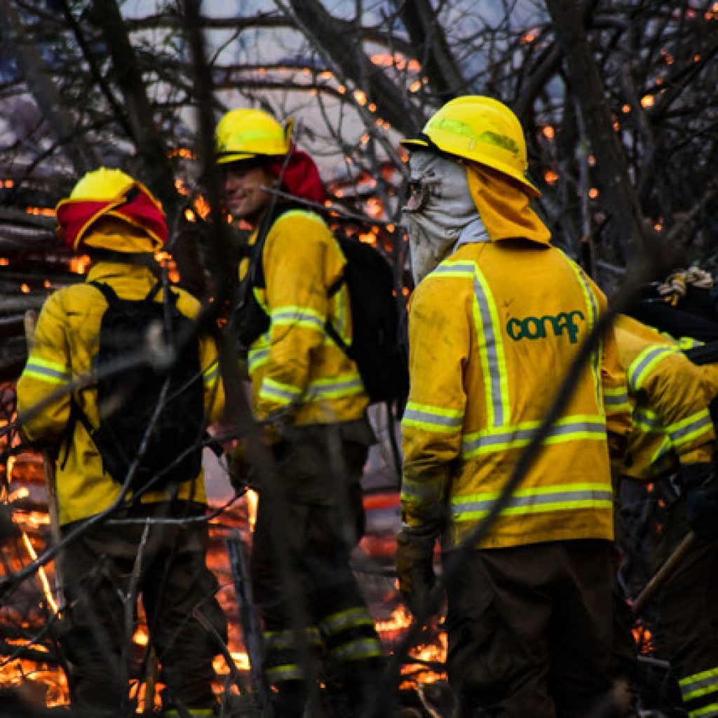 Acusado de provocar incendio forestal en Curacaví quedó en libertad