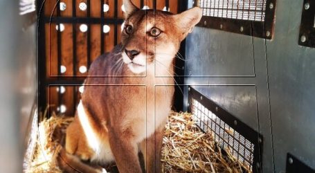 Bioparque Quillón recibe a dos pumas en tenencia definitiva