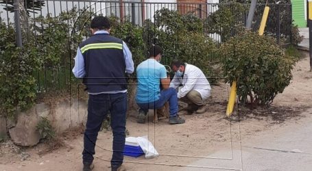 Confirman nuevo caso positivo de rabia en murciélagos en Coquimbo