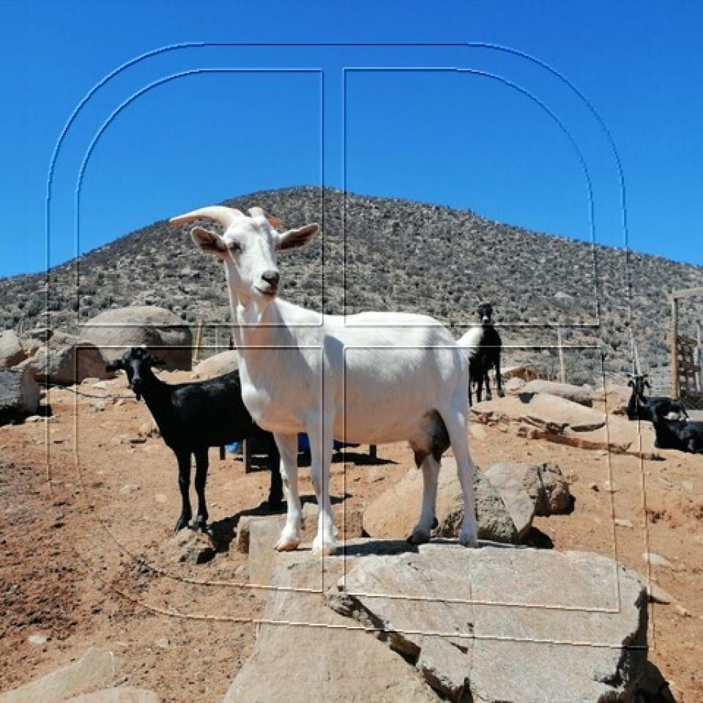 Coquimbo: Destinan ayuda para crianceros afectados por suspensión de veranadas