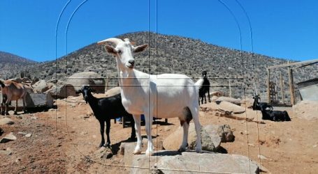Coquimbo: Destinan ayuda para crianceros afectados por suspensión de veranadas