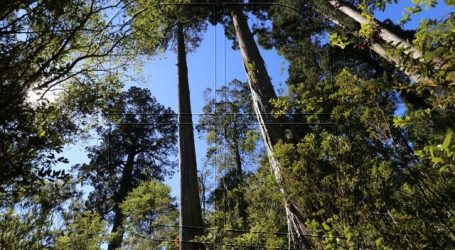 Lanzan proyecto para gestión sustentable del bosque nativo en Chile