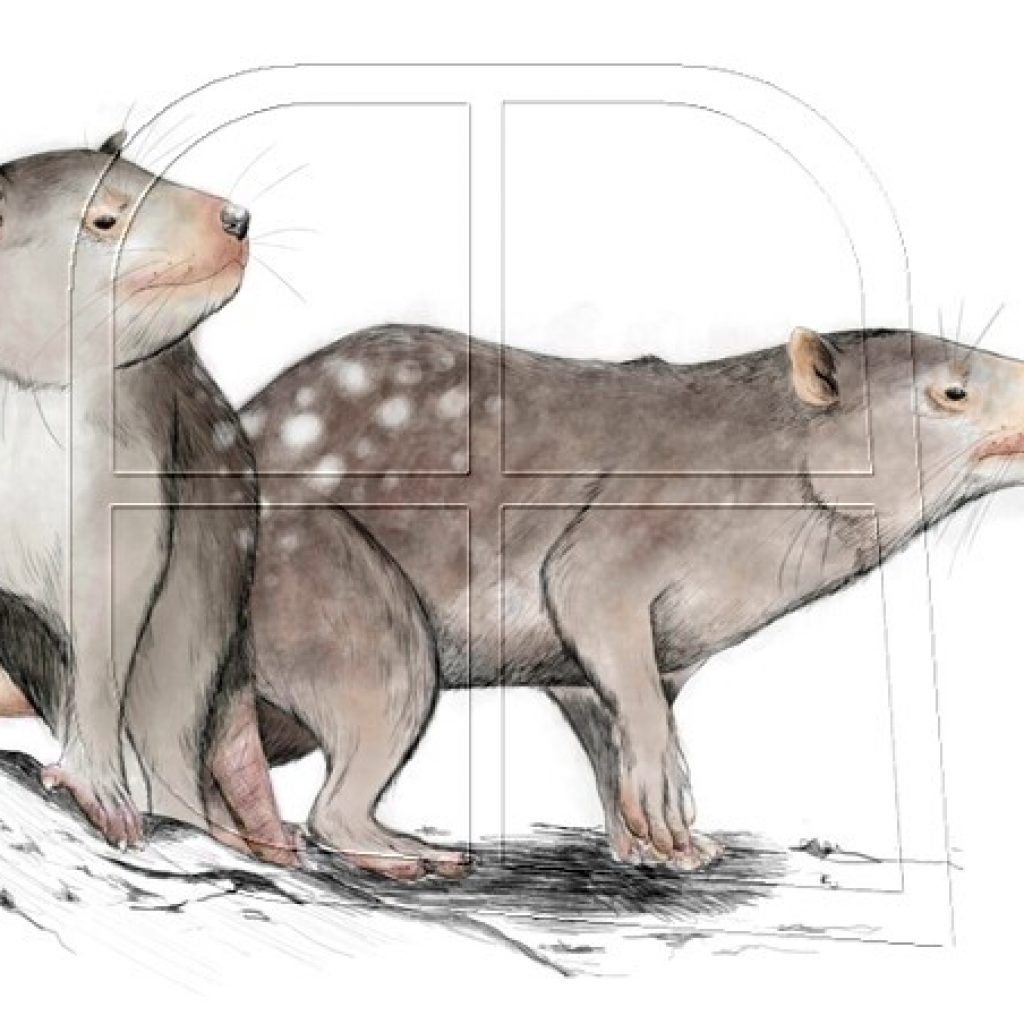 Descubren nuevo mamífero de la era de los dinosaurios en la Patagonia