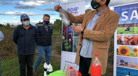 Minagri aumenta trampas para controlar plaga Drosophila Suzukii en el Maule