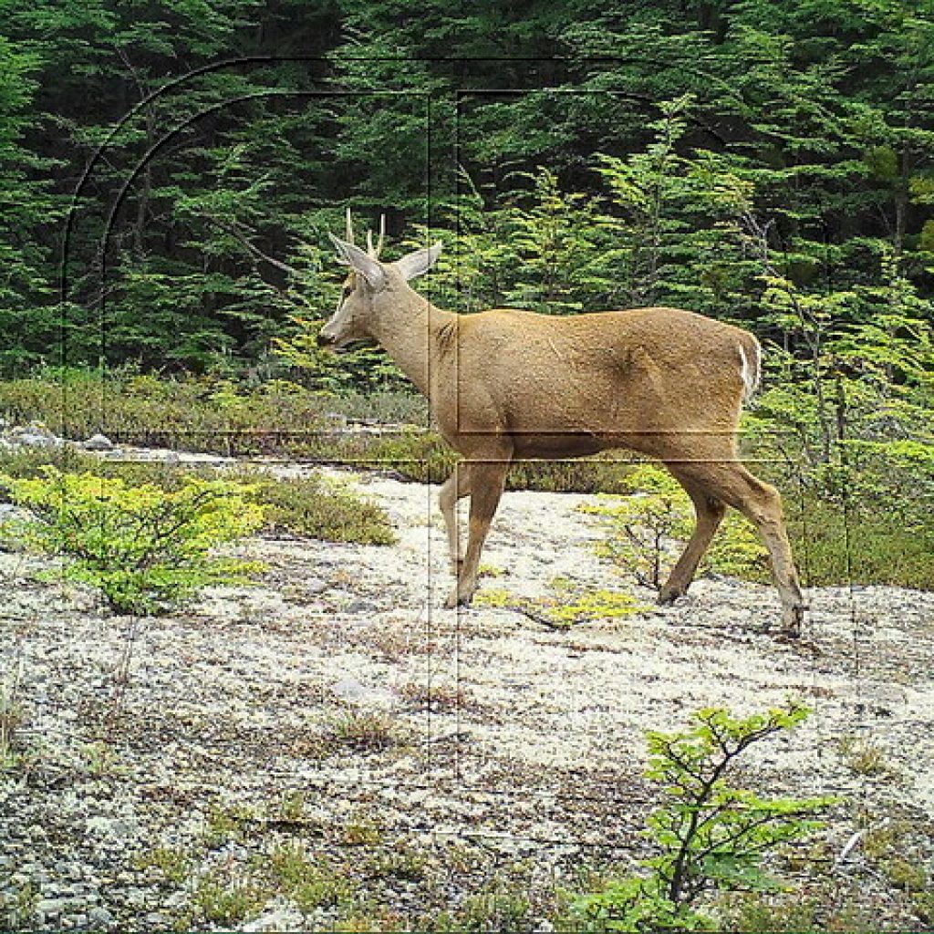 Alianza explora corredor biológico binacional para la conservación del huemul