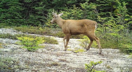 Alianza explora corredor biológico binacional para la conservación del huemul