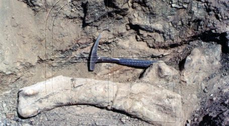 Arackar licanantay: Chile presenta una nueva especie de dinosaurio