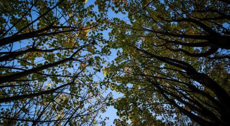 Día Mundial de la Tierra