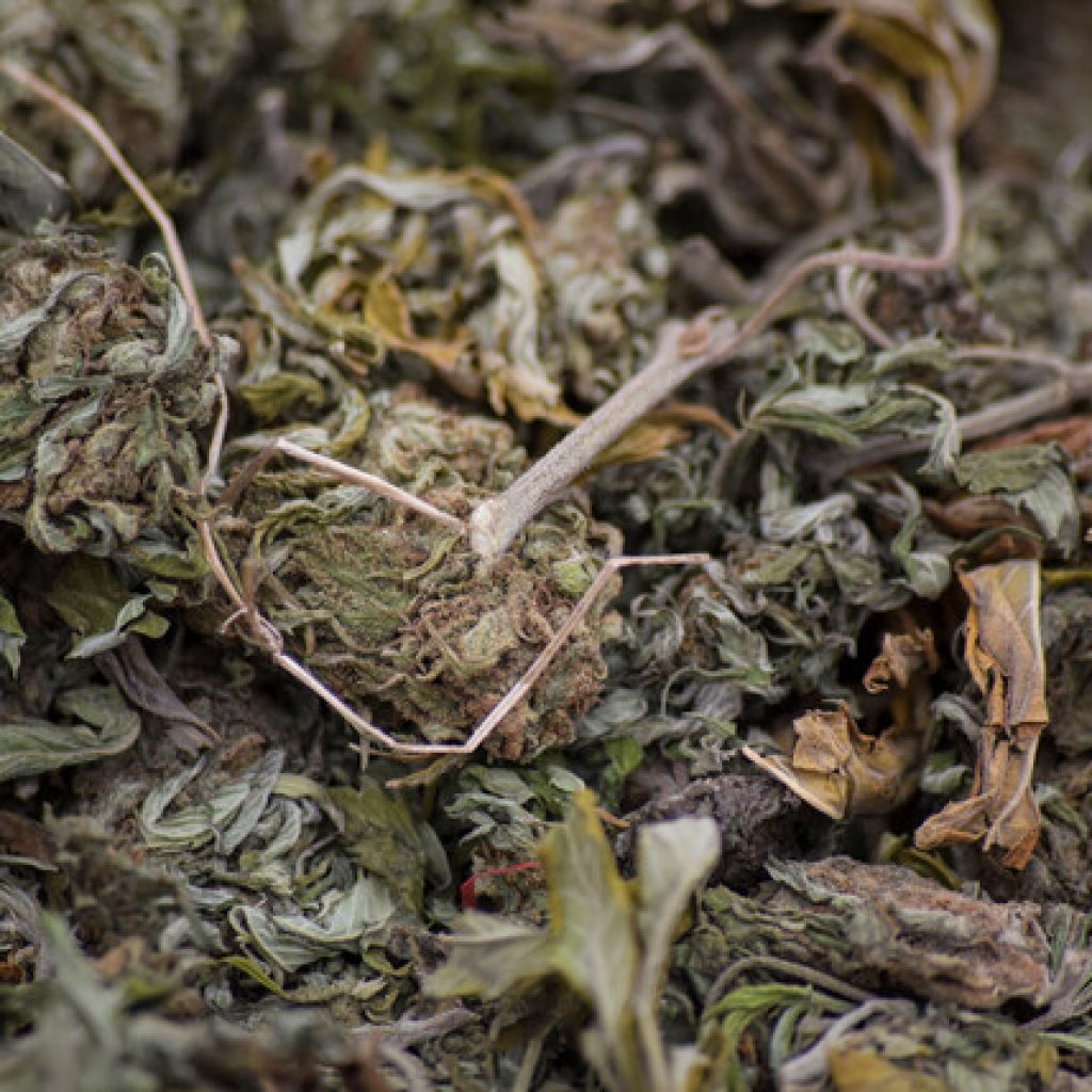 Operación Kentucky: 10 detenidos y 598 millones en droga incautada