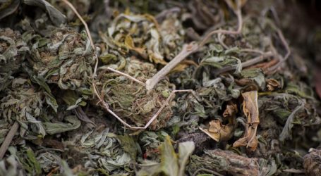 Operación Kentucky: 10 detenidos y 598 millones en droga incautada