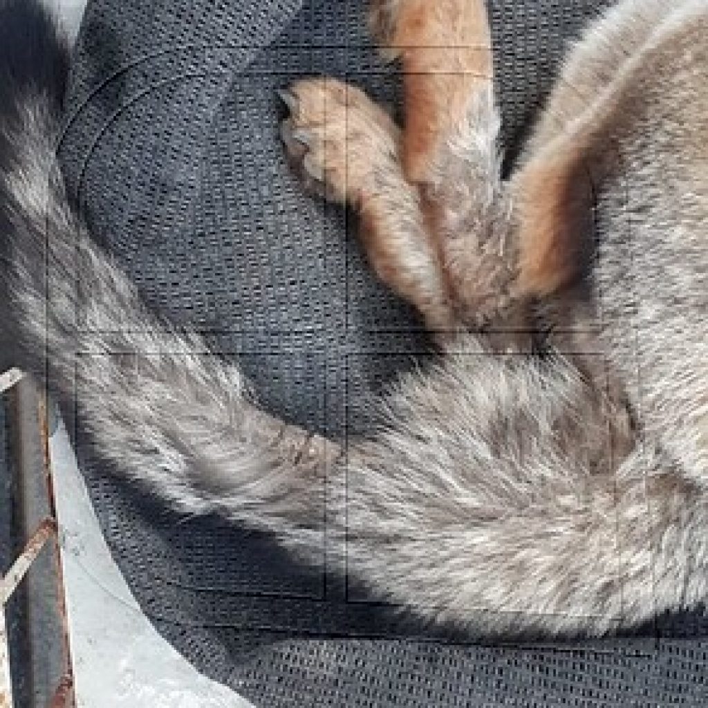 CONAF Atacama llamó a no domesticar fauna nativa luego de muerte de zorro chilla