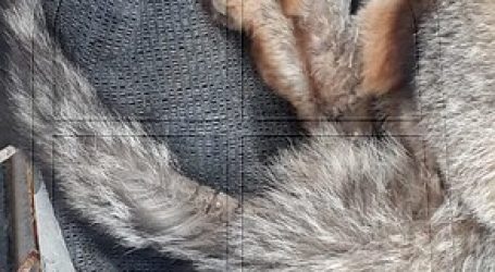 CONAF Atacama llamó a no domesticar fauna nativa luego de muerte de zorro chilla