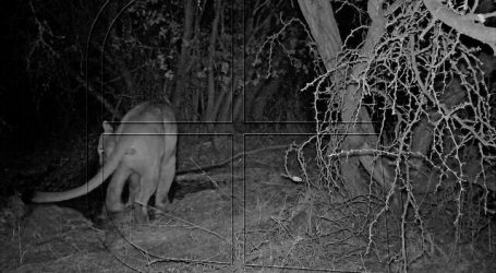 CONAF realiza inédito hallazgo de un puma en la Reserva Nacional Lago Peñuelas