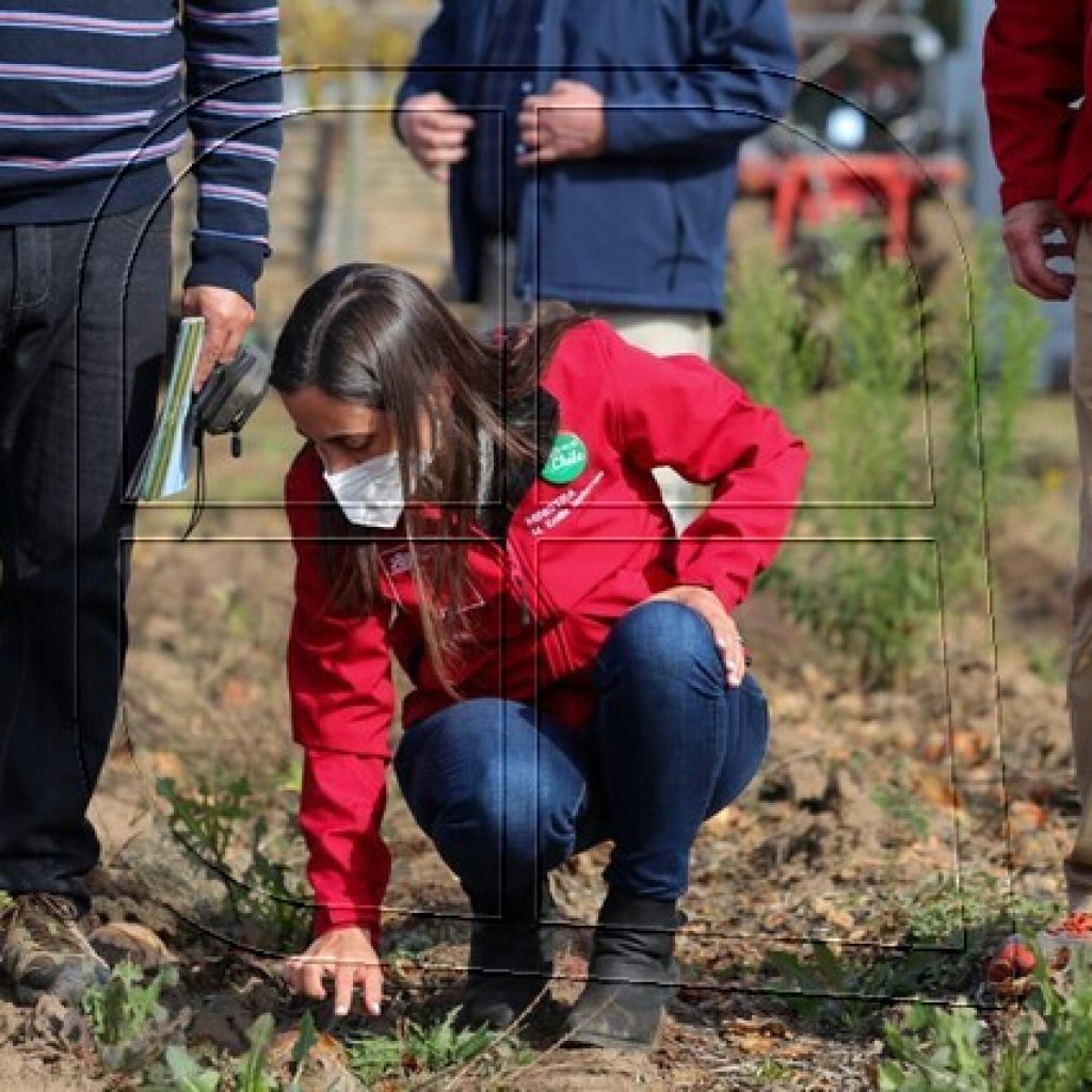 Comenzó la entrega de recursos de emergencia para agricultores del Maule