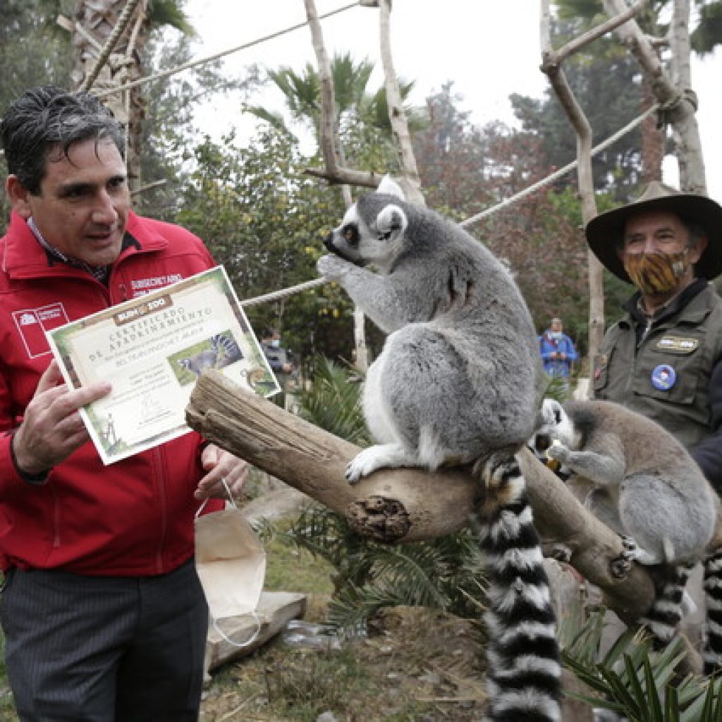 Subsecretario de Agricultura visita Buin Zoo y destaca campaña Padrino a Medida