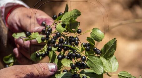 Innovador proyecto en Aysén busca domesticar calafate y maqui