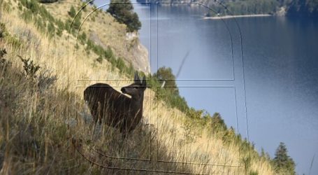 SAG: Logran importantes muestras tras capturas de huemules en Aysén
