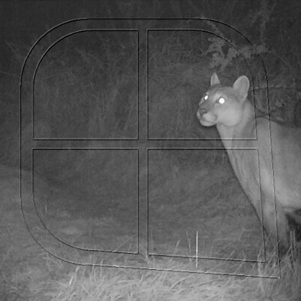 Monitorean interacción de pumas en áreas del Parque Nacional Patagonia