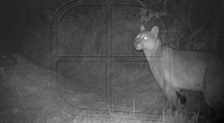 Monitorean interacción de pumas en áreas del Parque Nacional Patagonia