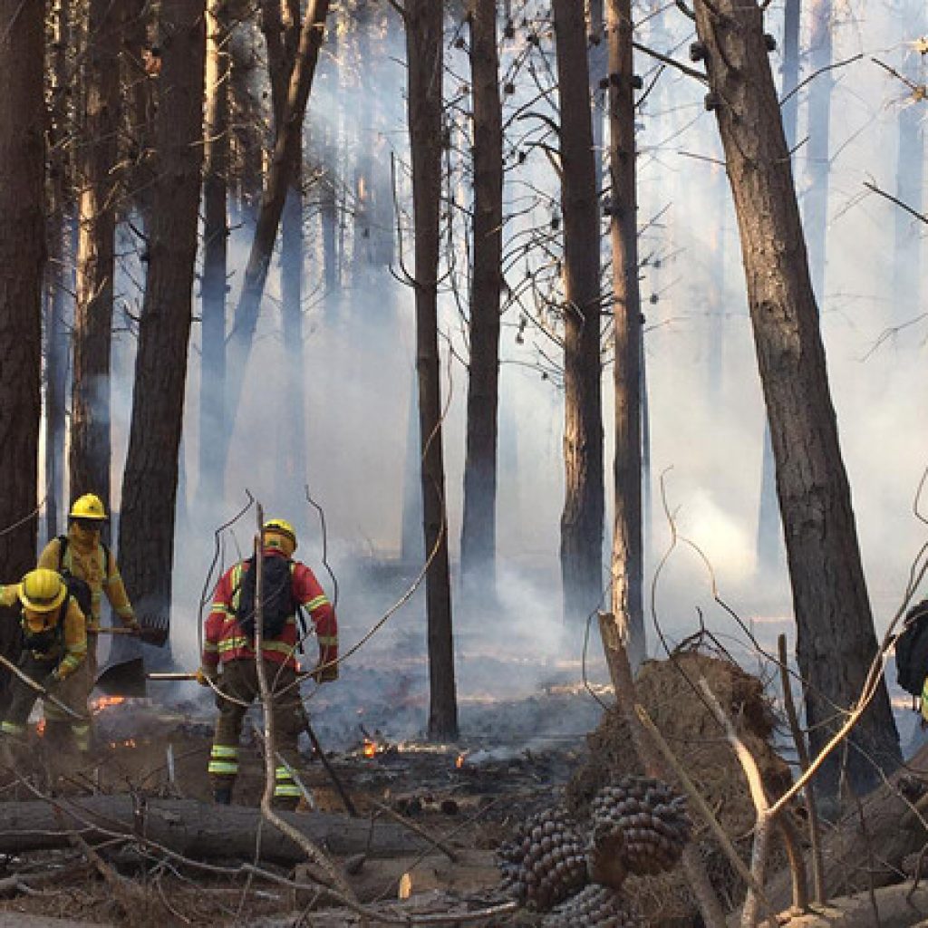 Incendio forestal afecta 870 hectáreas en el Parque Nacional Patagonia