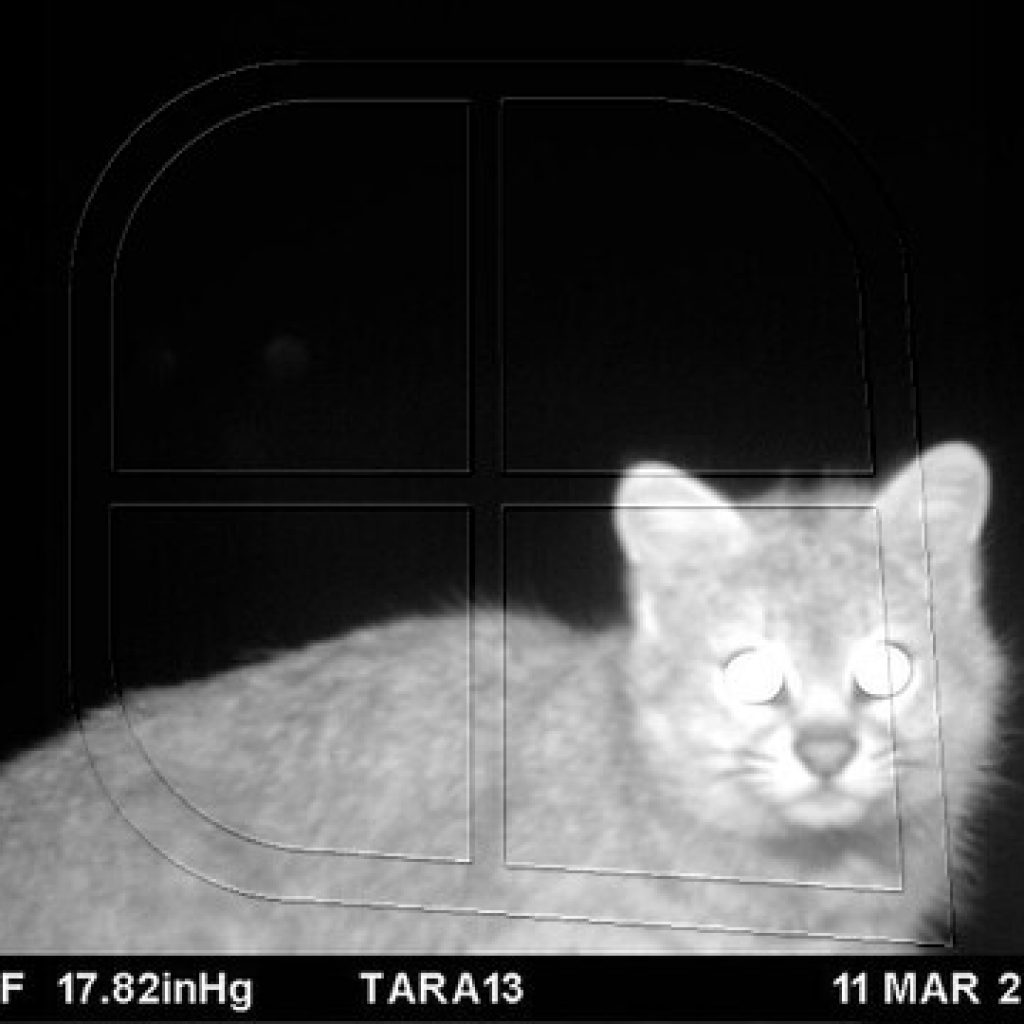 CONAF detecta al gato del desierto en la Reserva Nacional Los Flamencos