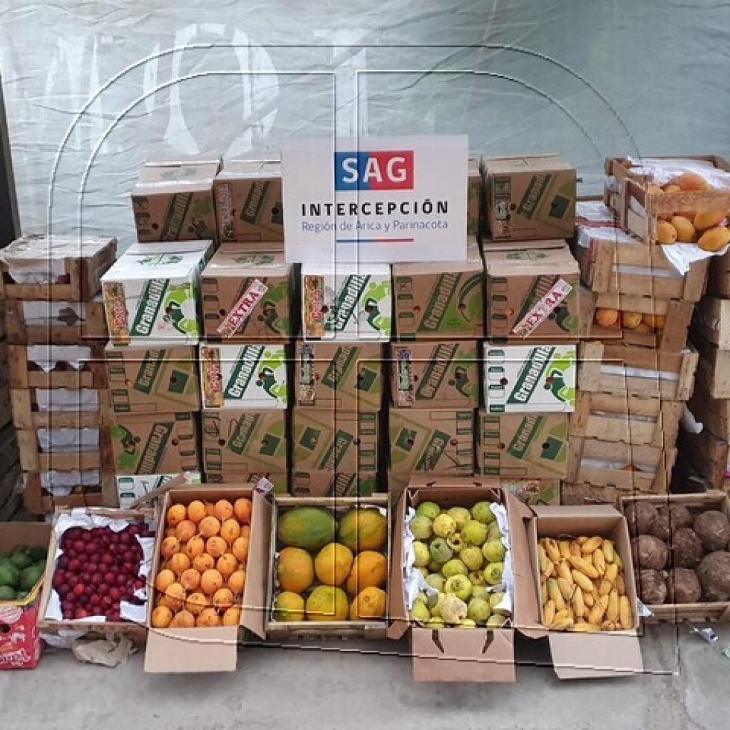 SAG detecta Mosca de la Fruta en productos agrícolas ingresados clandestinamente