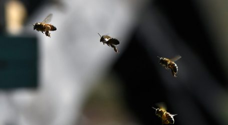 Castro emplaza al Congreso por ley que busca regular la actividad apícola