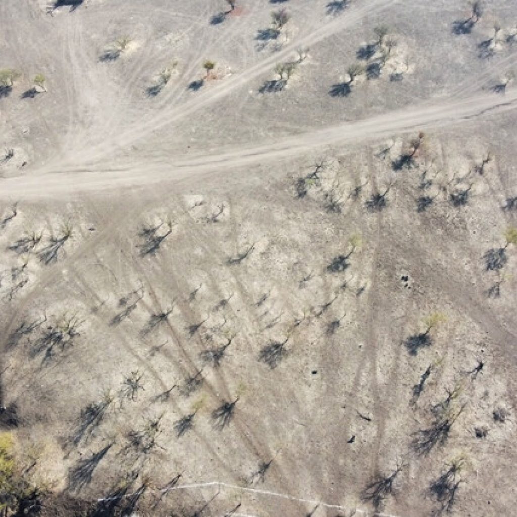 Amuch solicitó decreto de zona de catástrofe por sequía en 4 regiones