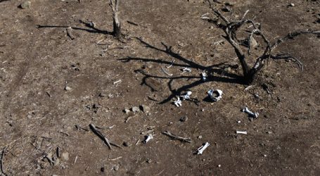 Coquimbo: Gobernadora regional valora el decreto de emergencia agrícola