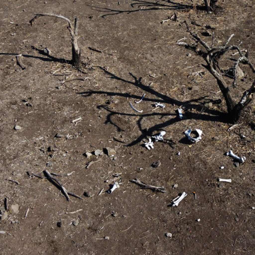 Gobierno decretó emergencia agrícola en cuatro regiones por grave sequía