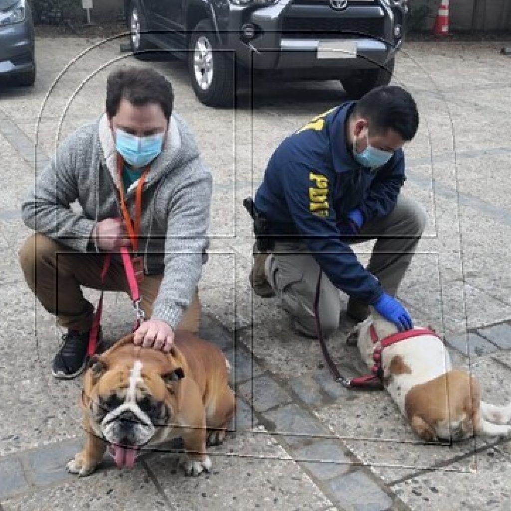 PDI Valparaíso detuvo a 3 personas y recuperó 2 perros robados