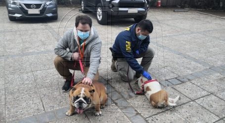 PDI Valparaíso detuvo a 3 personas y recuperó 2 perros robados