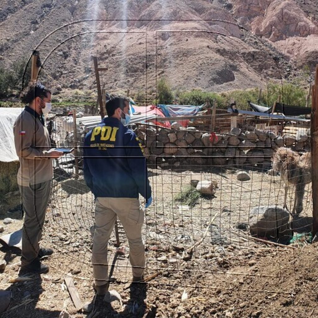 Arica: PDI detuvo a una mujer que mantenía a un Suri en un corral