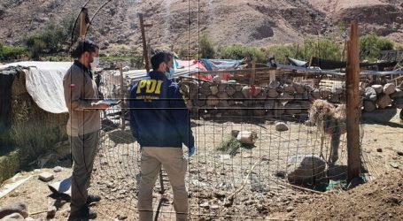 Arica: PDI detuvo a una mujer que mantenía a un Suri en un corral