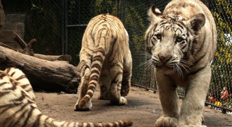 3 trabajadores fueron atacados por un tigre en el Parque Safari de Rancagua