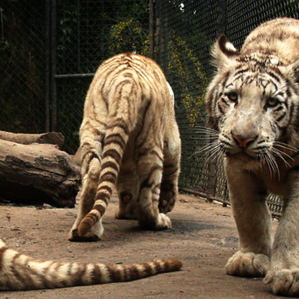 Mujer murió tras ser atacada por un tigre en el Parque Safari de Rancagua