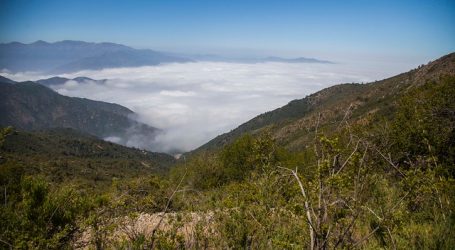 Proyectos forestales superiores a 250 hectáreas deberán someterse al SEIA