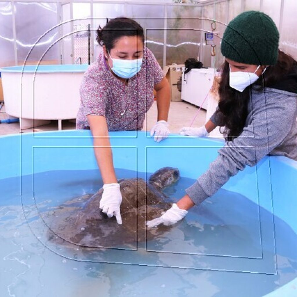 Rescatan tortugas que estaban intoxicadas con plástico y no podían sumergirse