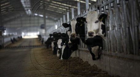 Biobío: Gobierno lanza proyecto “Banco ADN Animal” para prevenir el abigeato