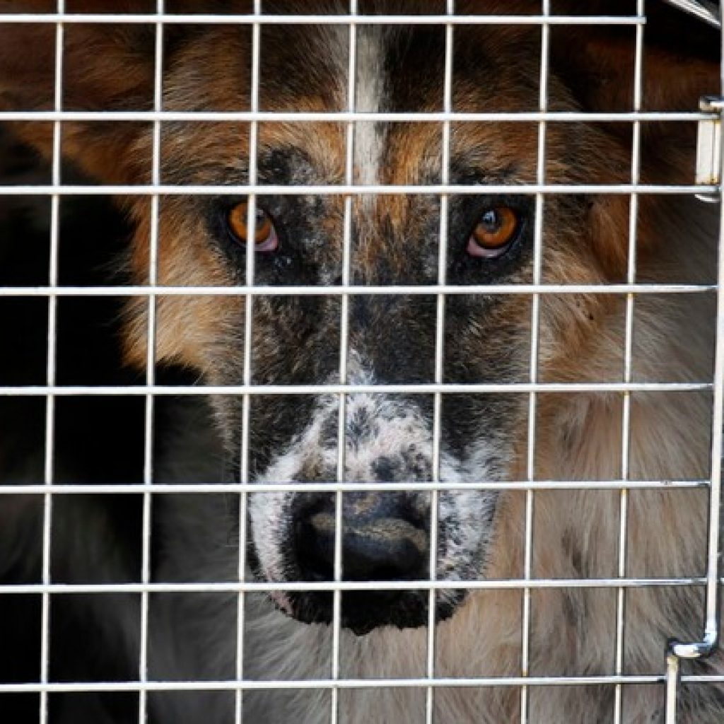 Proyecto permite traslado de animales de compañía en el transporte de pasajeros